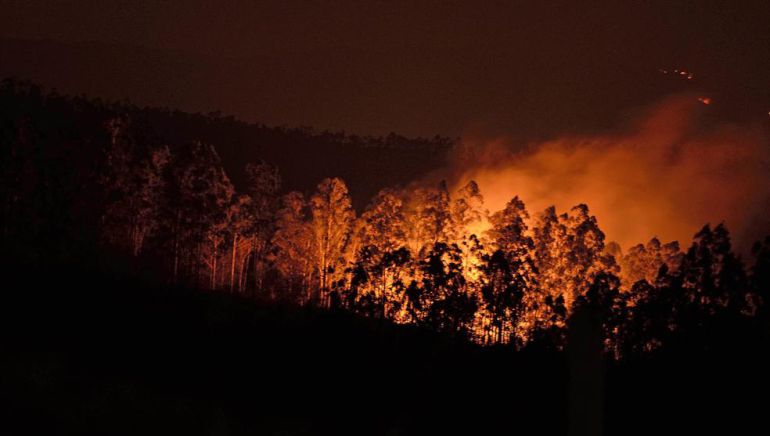 Bomberos combaten incendio forestal que afecta al Jardín Botánico de Viña del Mar