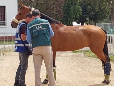16 caballos fueron sacrificados por brote de anemia infecciosa equina en el Club Hípico de Santiago