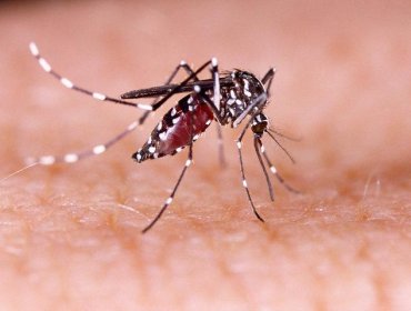 Rapa Nui acumula 129 casos autóctonos de dengue y la región de Valparaíso reporta 25 casos importados de países vecinos